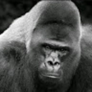 Meet your Posher, King